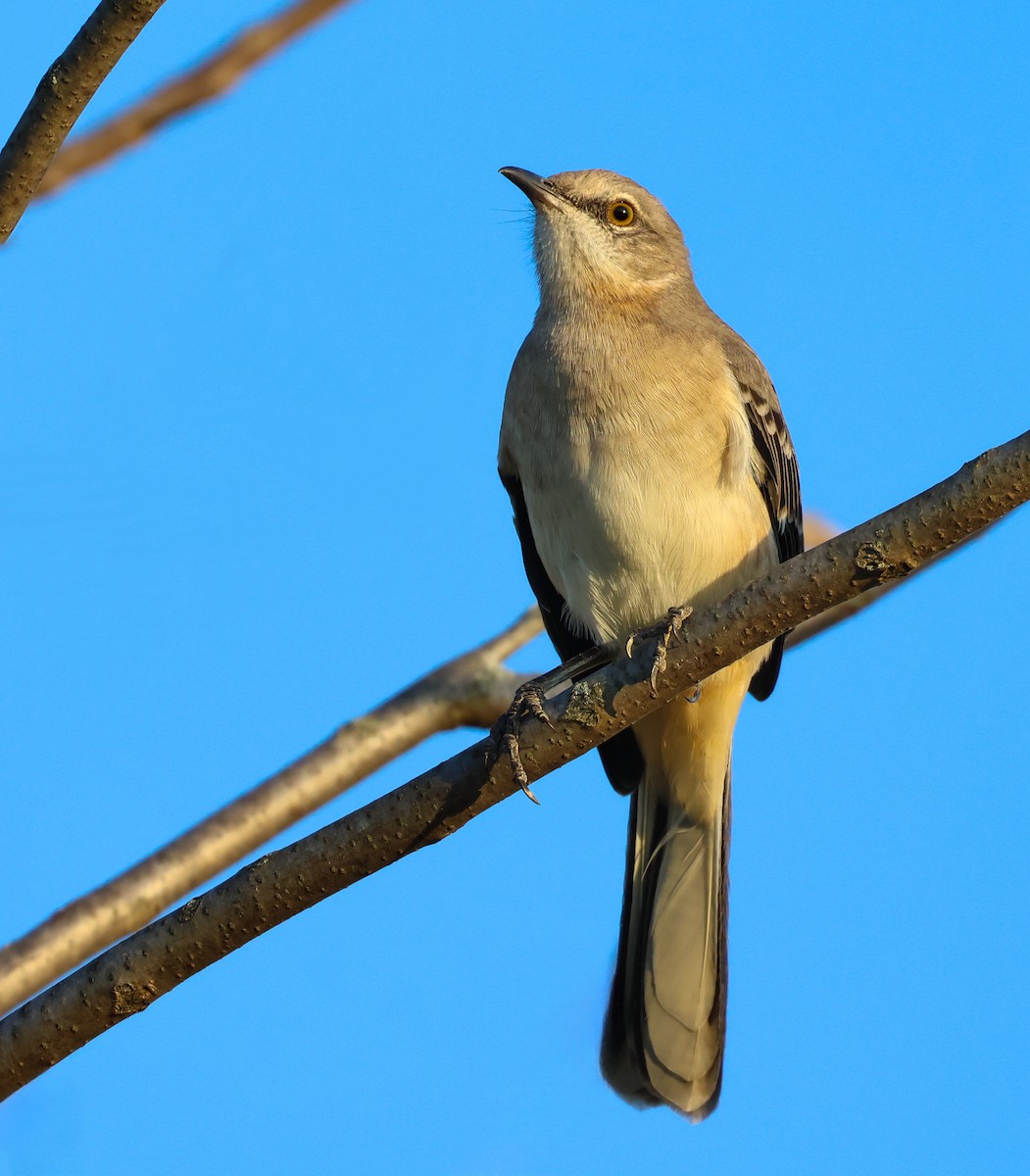 Northern Mockingbird - Kandice Henning