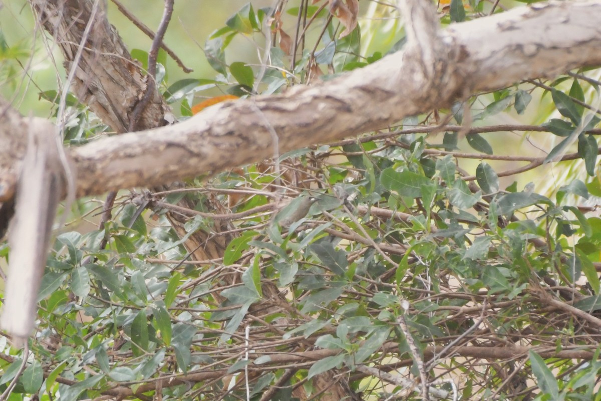 White-gaped Honeyeater - ML624574465