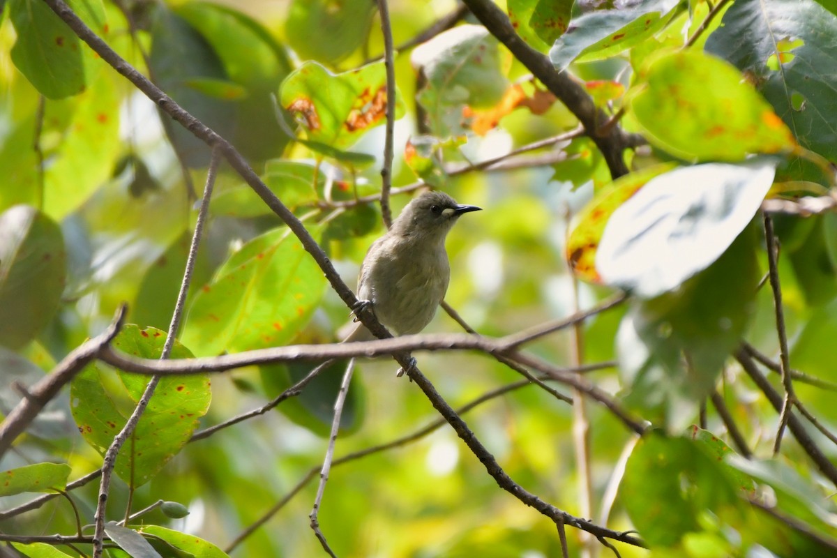 White-gaped Honeyeater - ML624574466