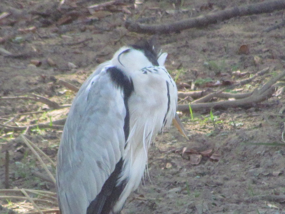 Gray Heron - ML624574467