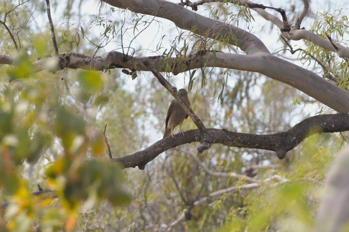 Brown Goshawk - ML624574468