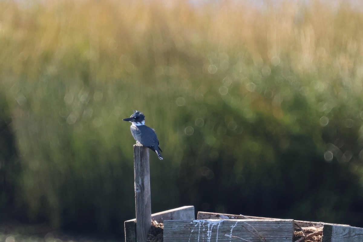 Belted Kingfisher - ML624574539