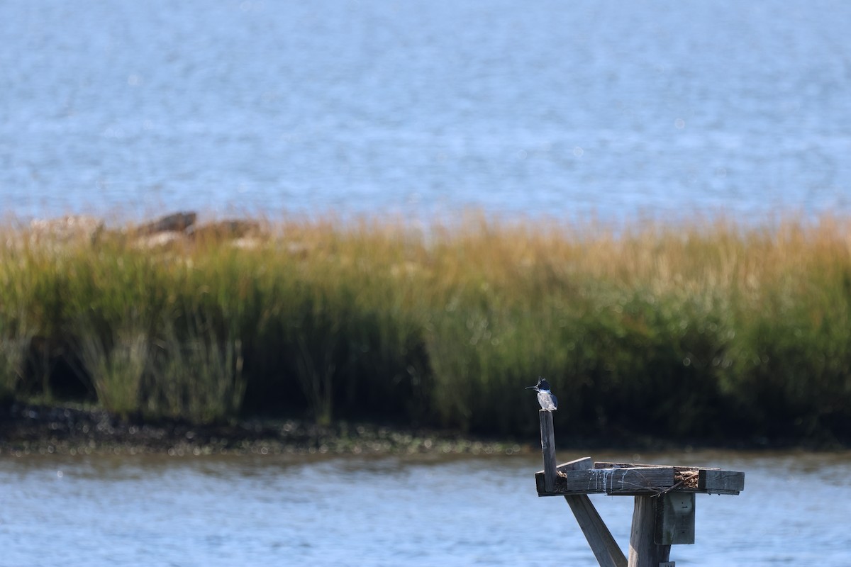 Belted Kingfisher - ML624574540