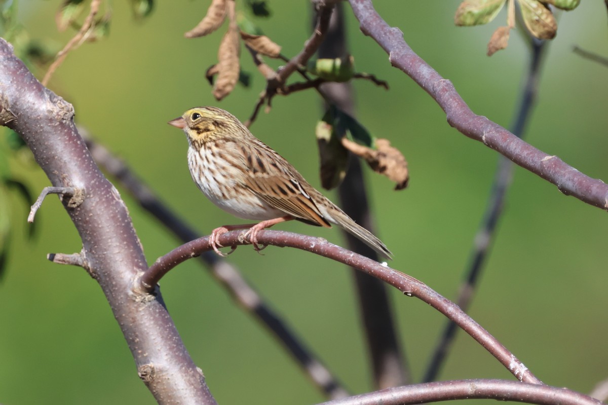 Savannah Sparrow - ML624574542