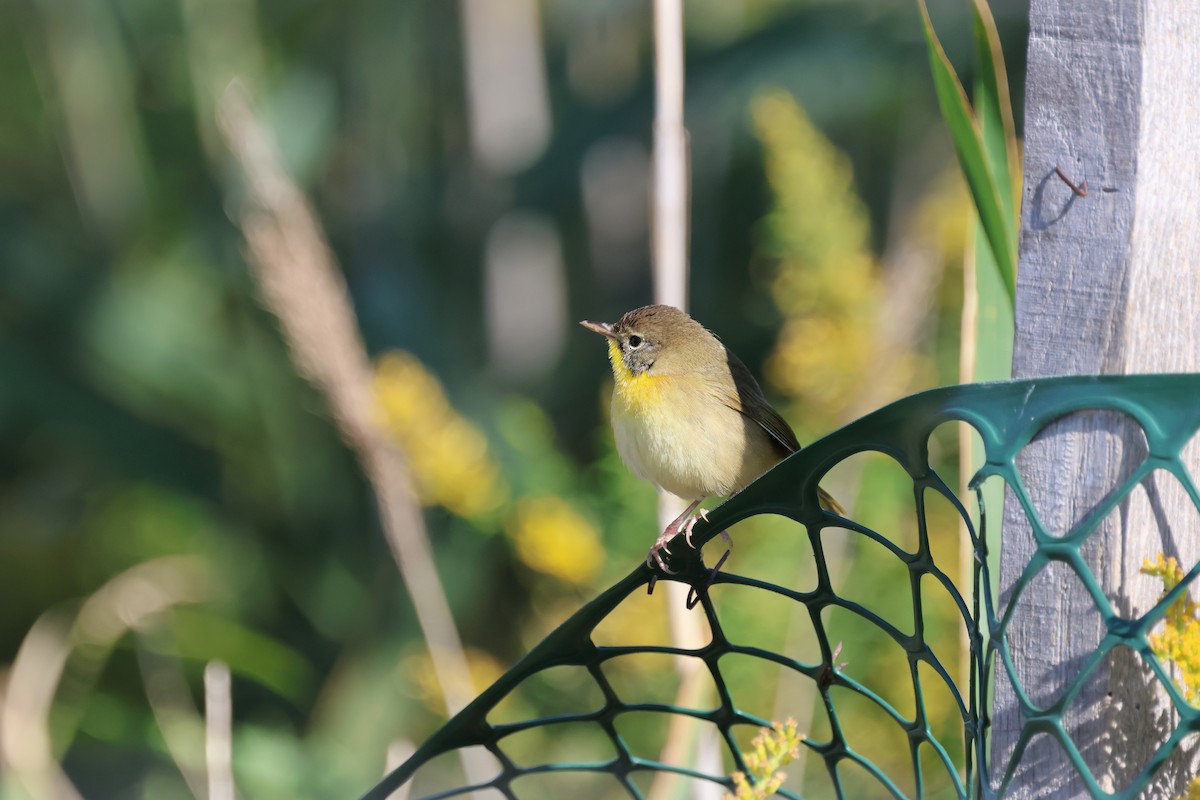 Common Yellowthroat - ML624574550