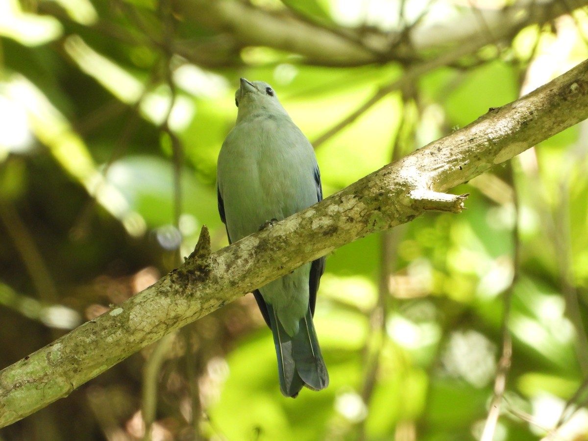 Blue-gray Tanager - ML624574557