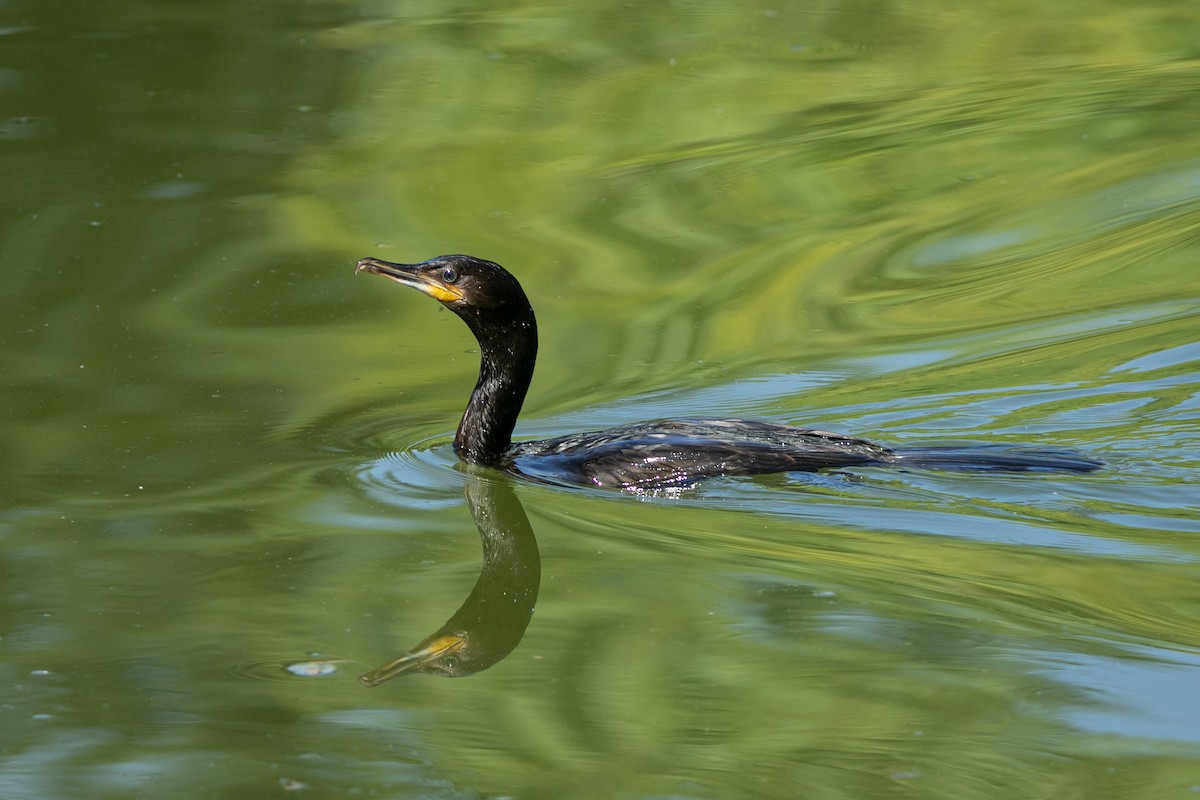 Neotropic Cormorant - ML624574564