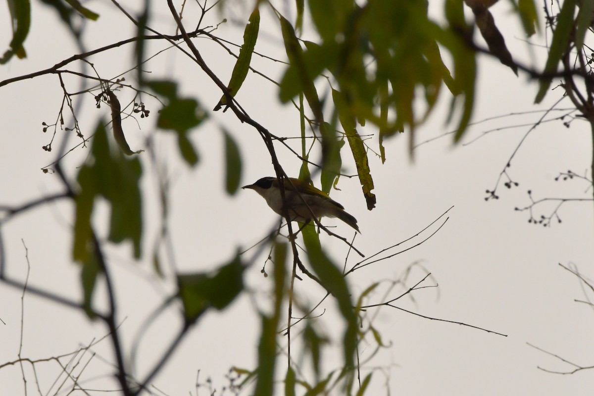 White-throated Honeyeater - Sam Adams