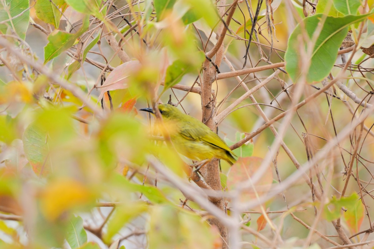 Yellow Honeyeater - ML624574602