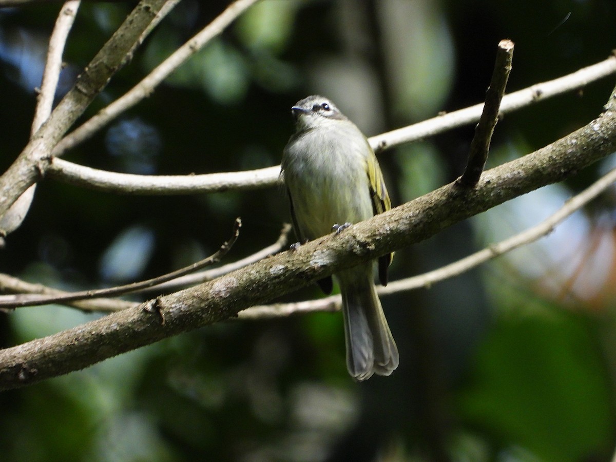 Venezuelan Tyrannulet - ML624574665