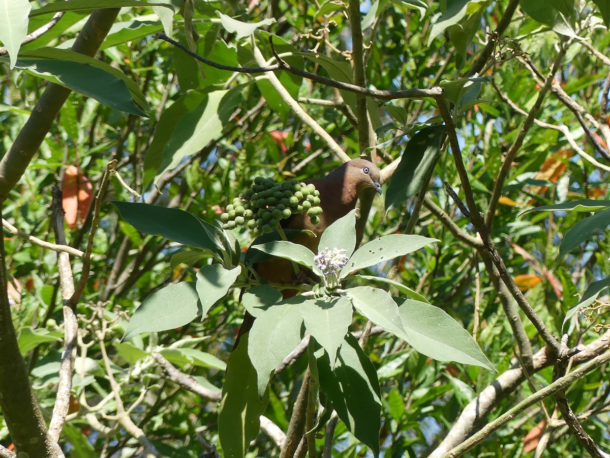 Brown Cuckoo-Dove - ML624574706