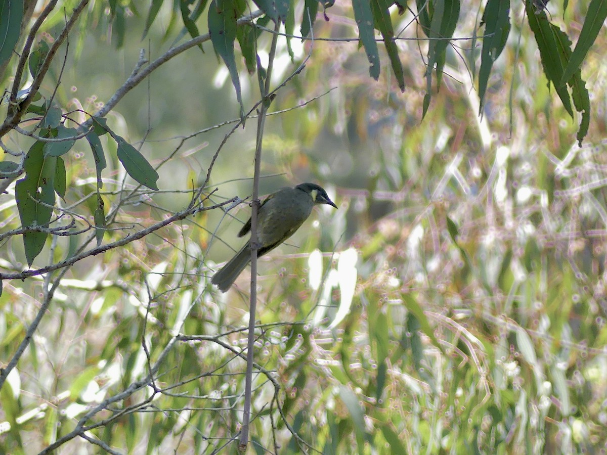 Lewin's Honeyeater - ML624574751