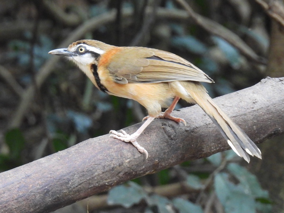 Lesser Necklaced Laughingthrush - ML624574800