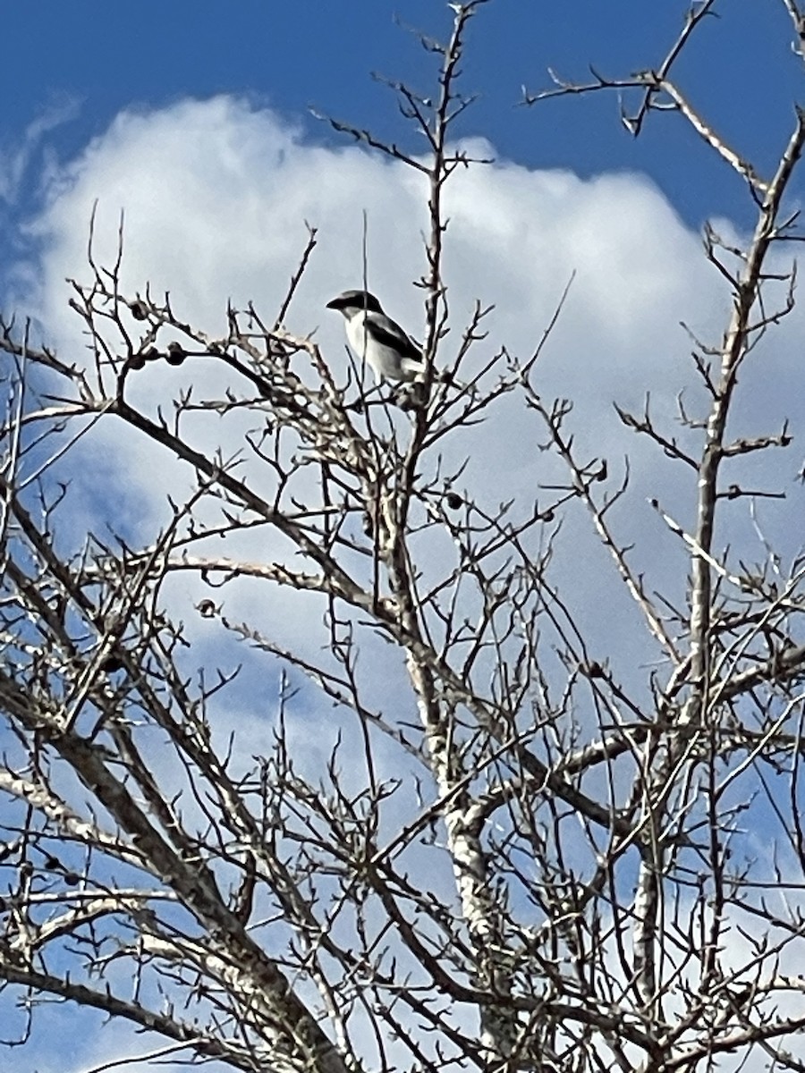 Loggerhead Shrike - ML624574812