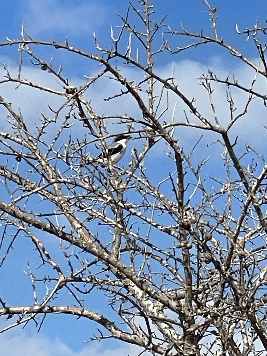 Loggerhead Shrike - ML624574813