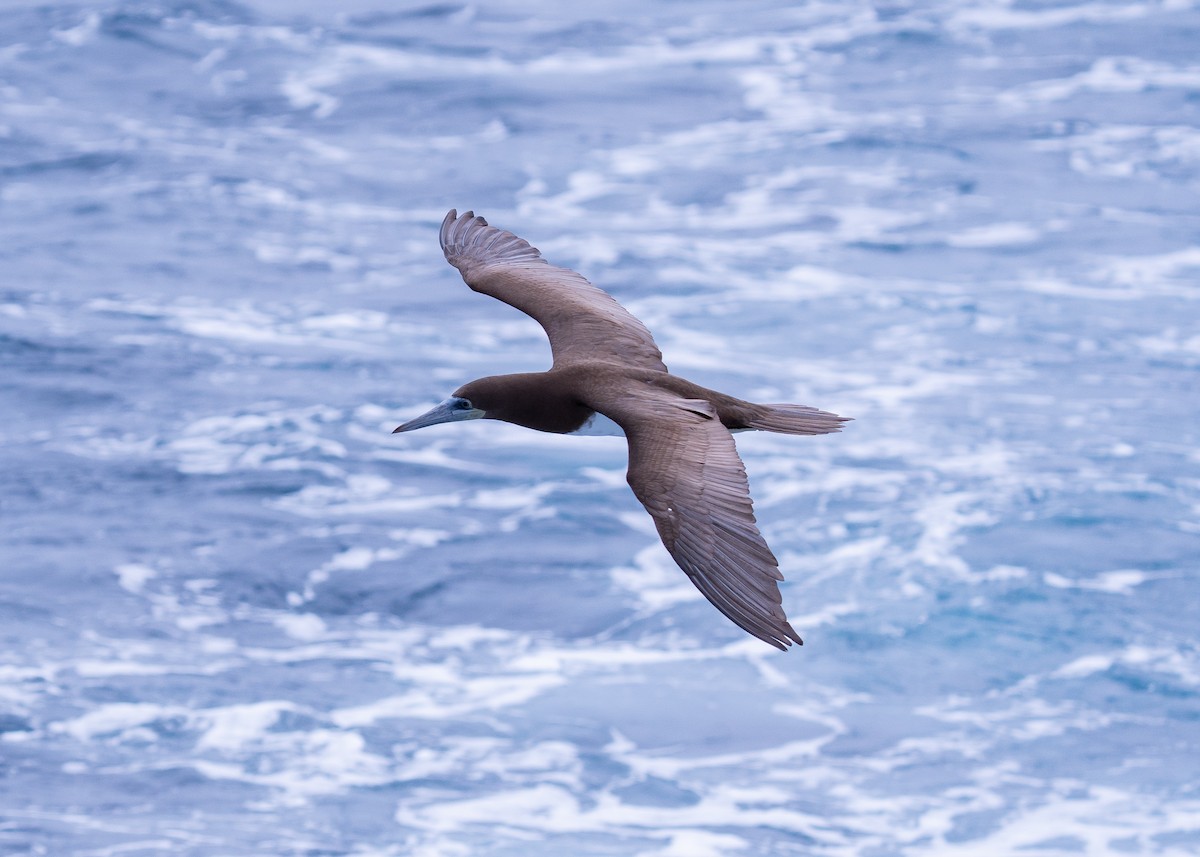 Brown Booby - ML624574816