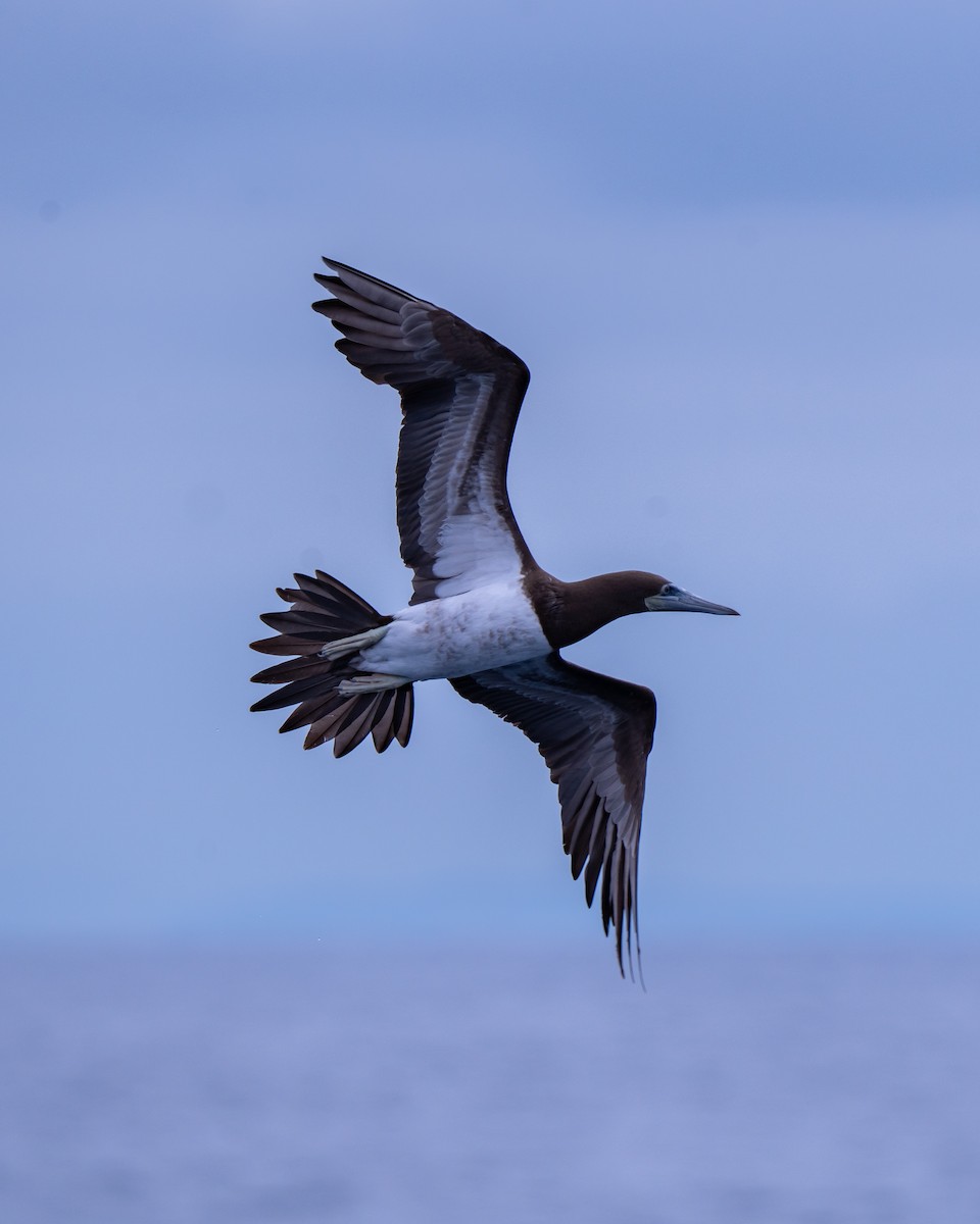 Brown Booby - ML624574817