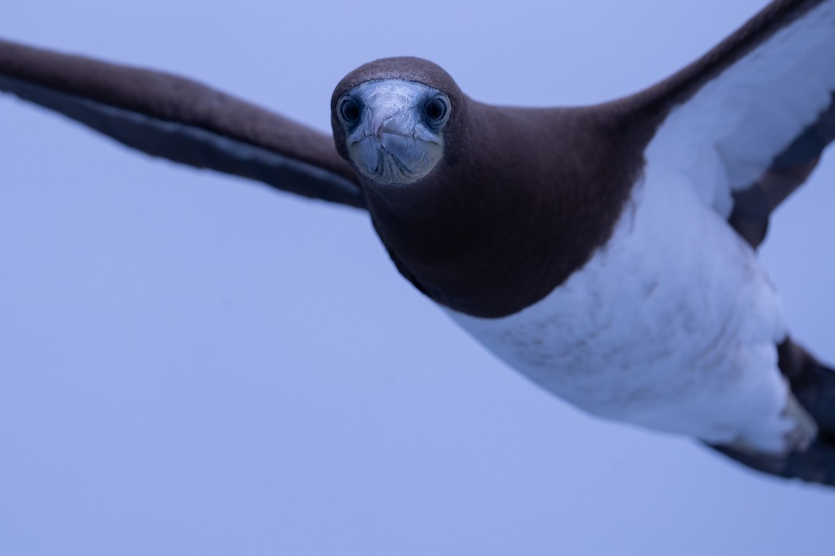 Brown Booby - ML624574818