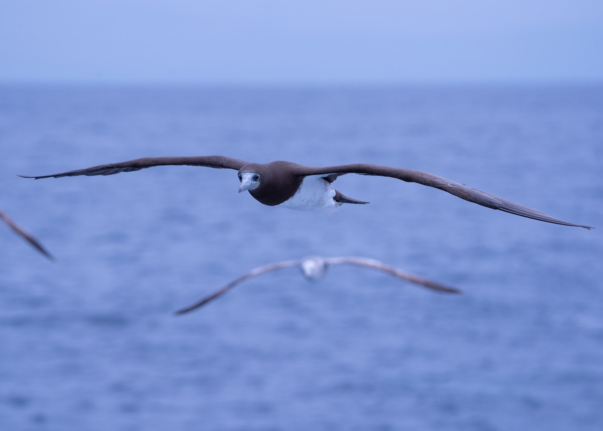 Brown Booby - ML624574819