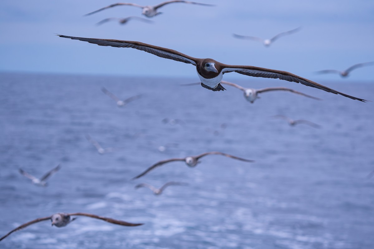 Brown Booby - ML624574820