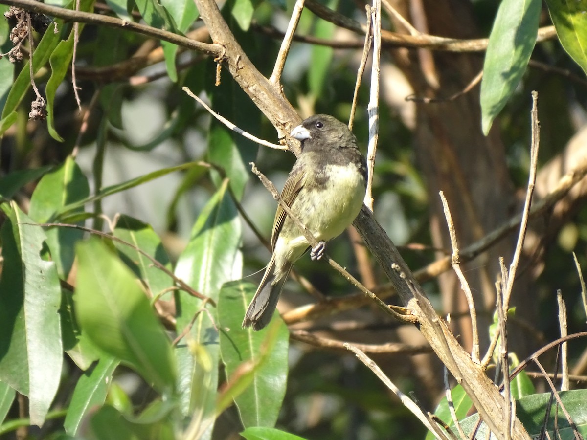 Yellow-bellied Seedeater - ML624574879