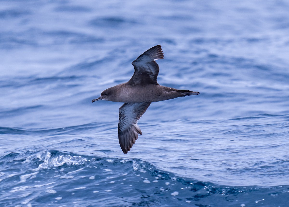 Sooty Shearwater - ML624574881