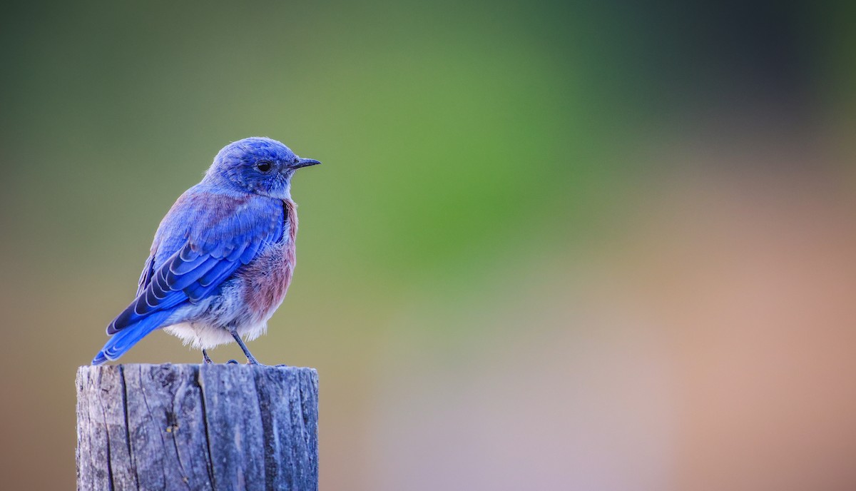 Western Bluebird - ML624574883