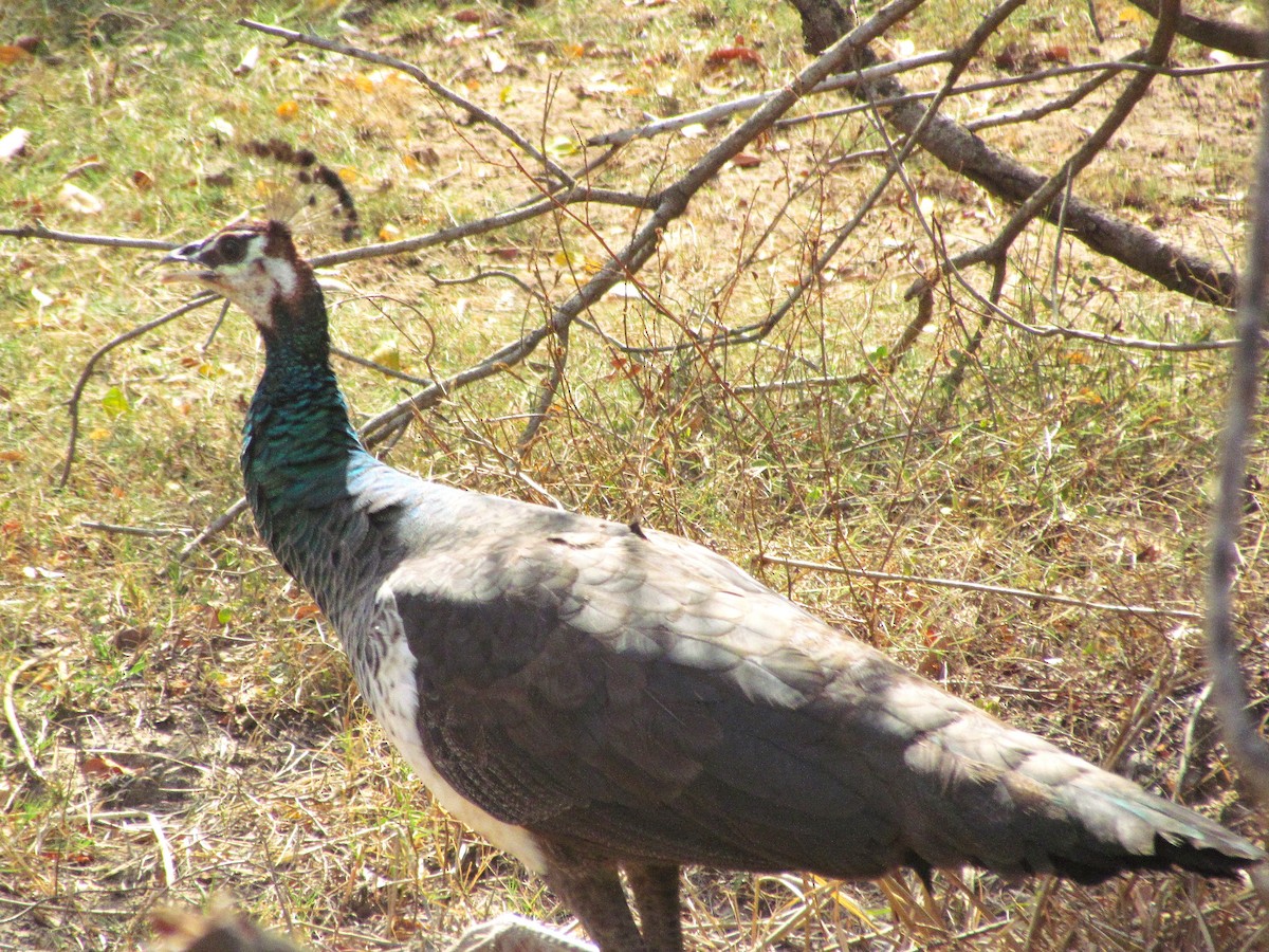 Pavo Real Común - ML624574891