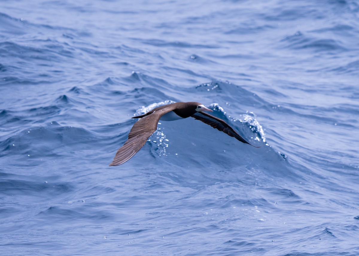 Brown Booby - ML624574893