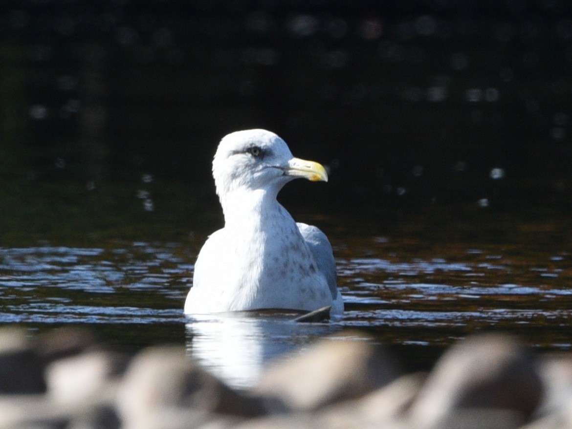 Herring Gull - ML624574894