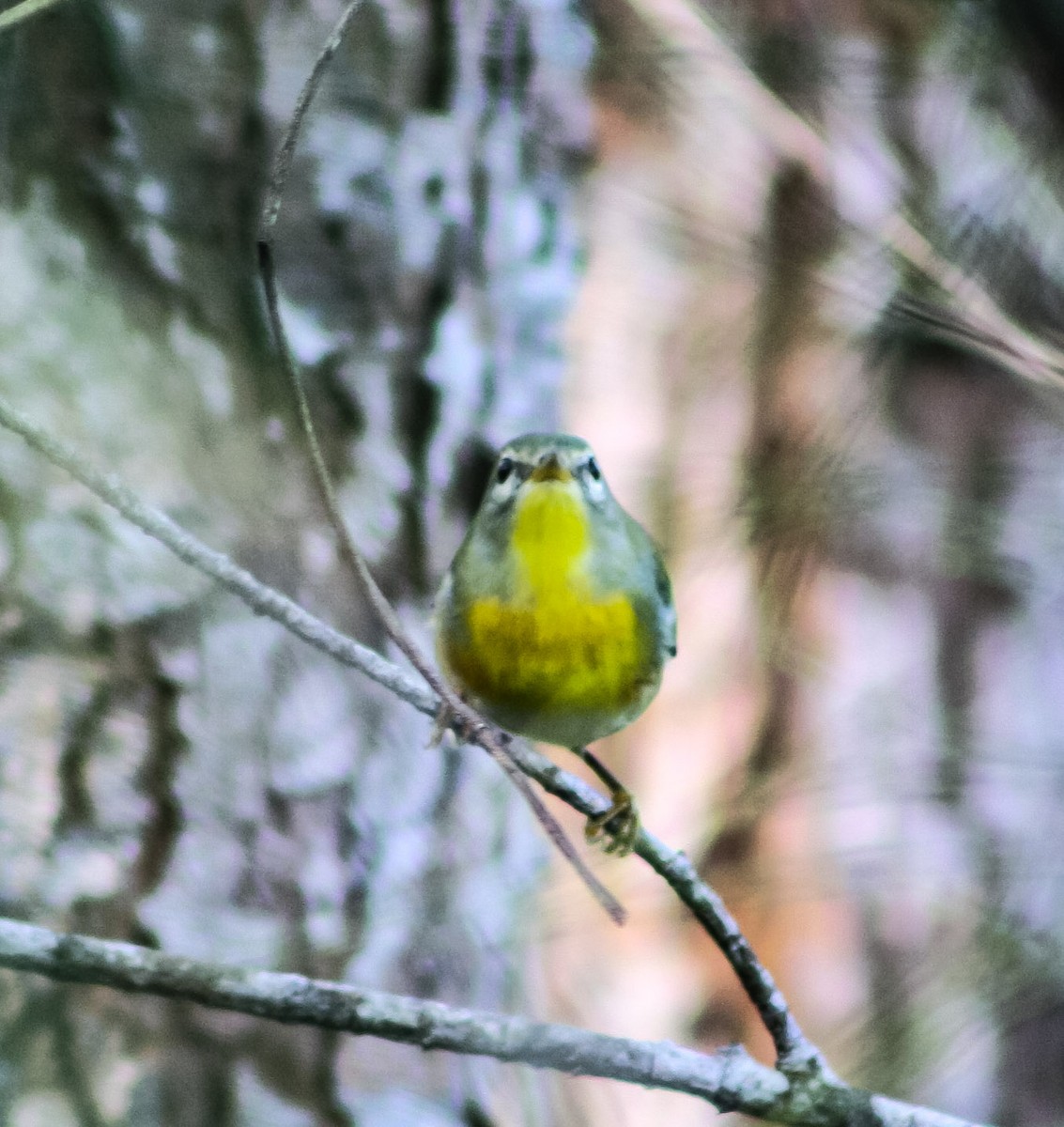 Northern Parula - ML624574895