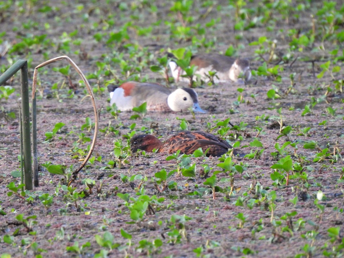 Masked Duck - ML624574896