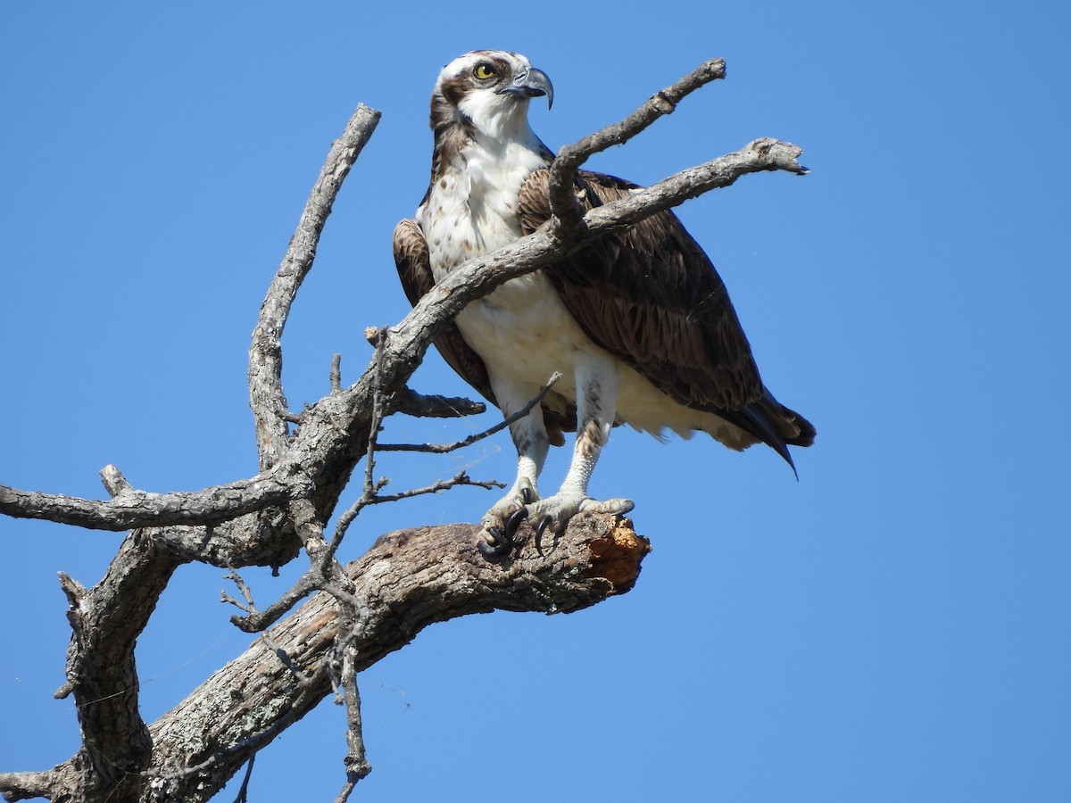 Osprey - Terri Martindale