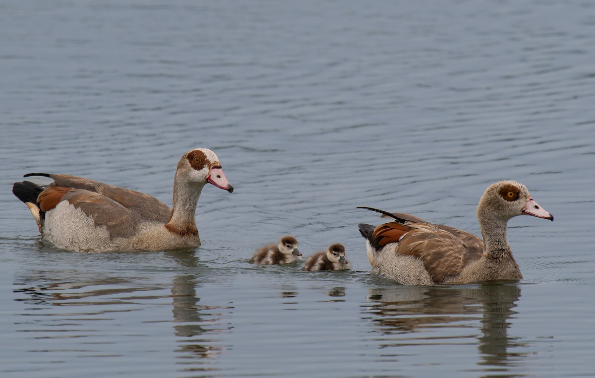 Egyptian Goose - ML624574898