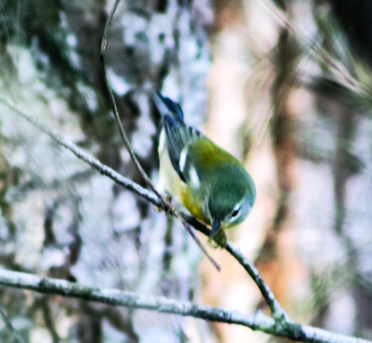 Northern Parula - ML624574899