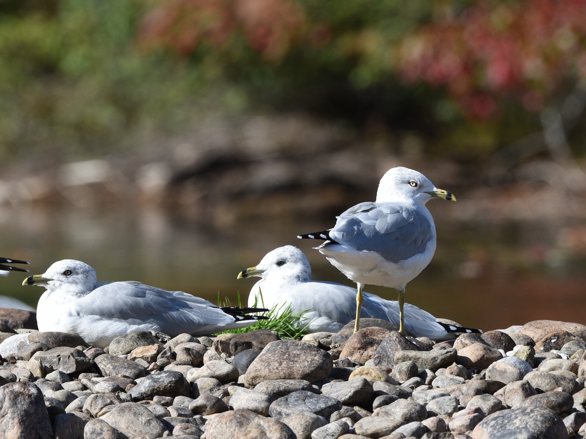 Ring-billed Gull - ML624574900