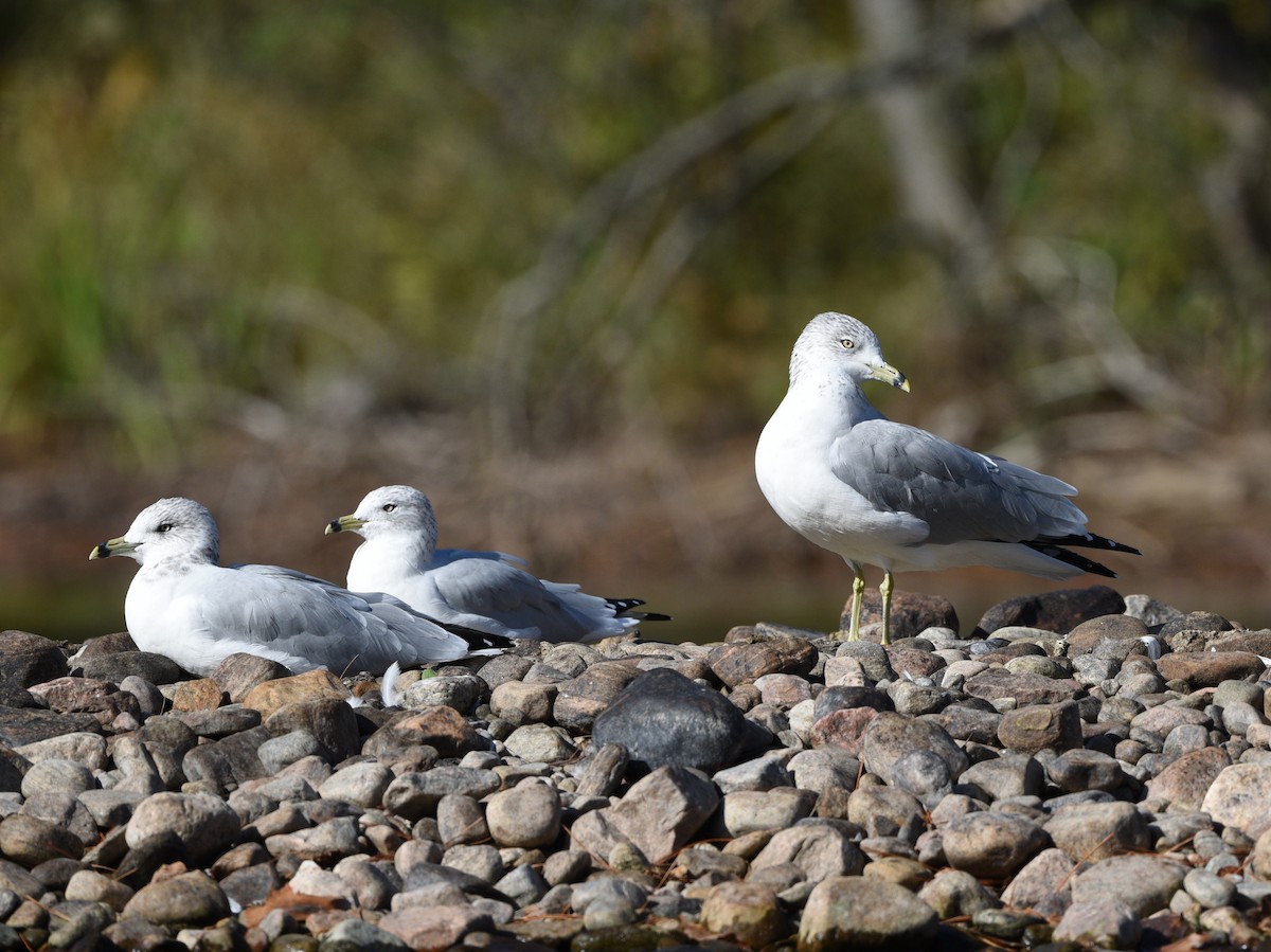 Ring-billed Gull - ML624574901