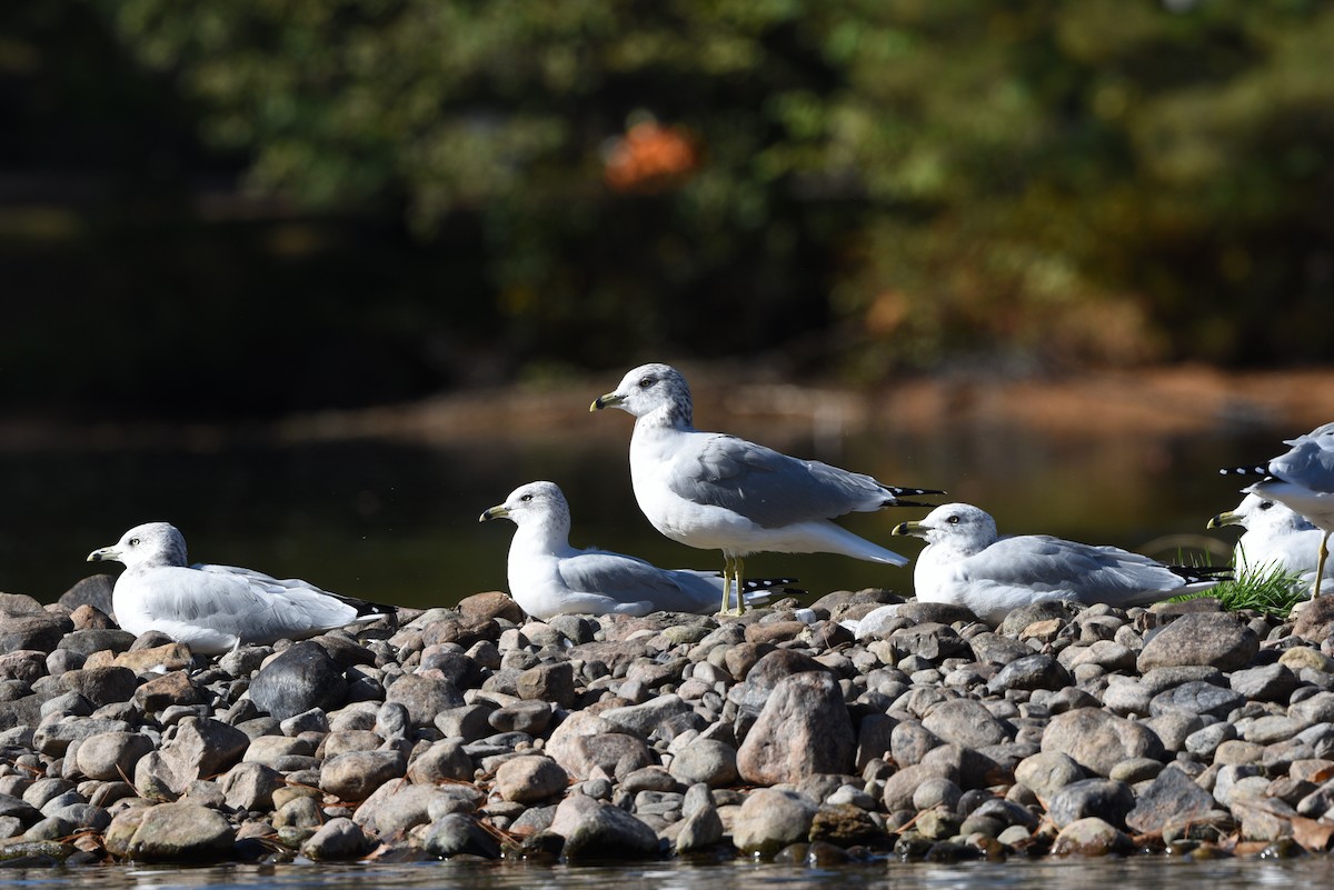 Ring-billed Gull - ML624574902