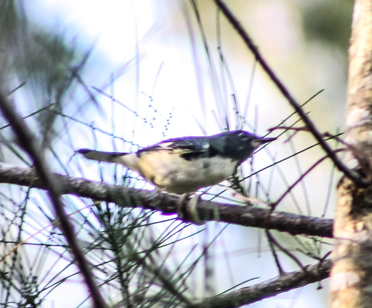 Black-throated Blue Warbler - ML624574904