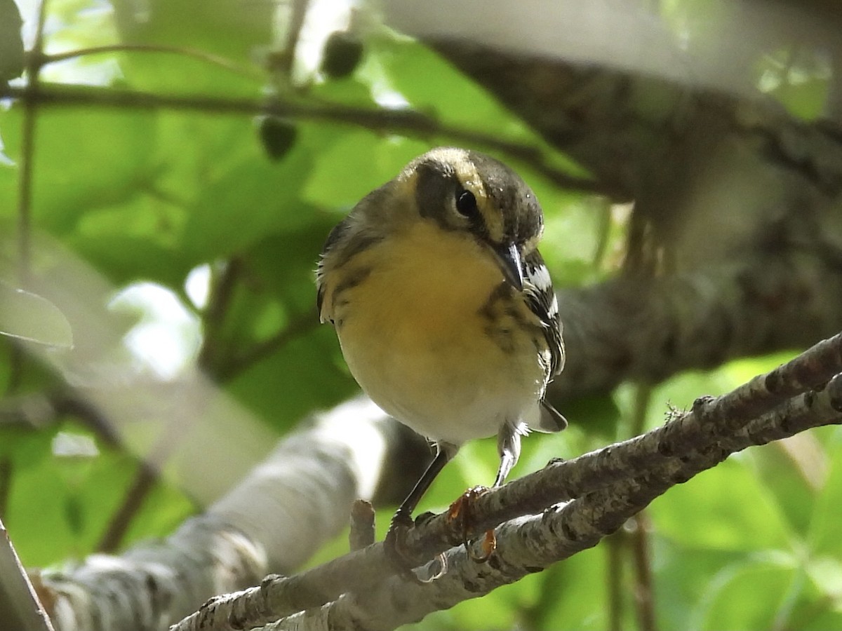 Blackburnian Warbler - ML624574906