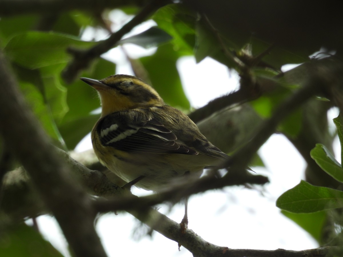 Blackburnian Warbler - ML624574907