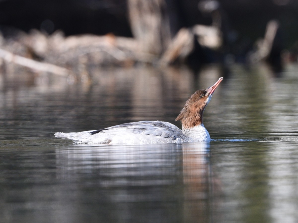 Common Merganser - Wendy Hill