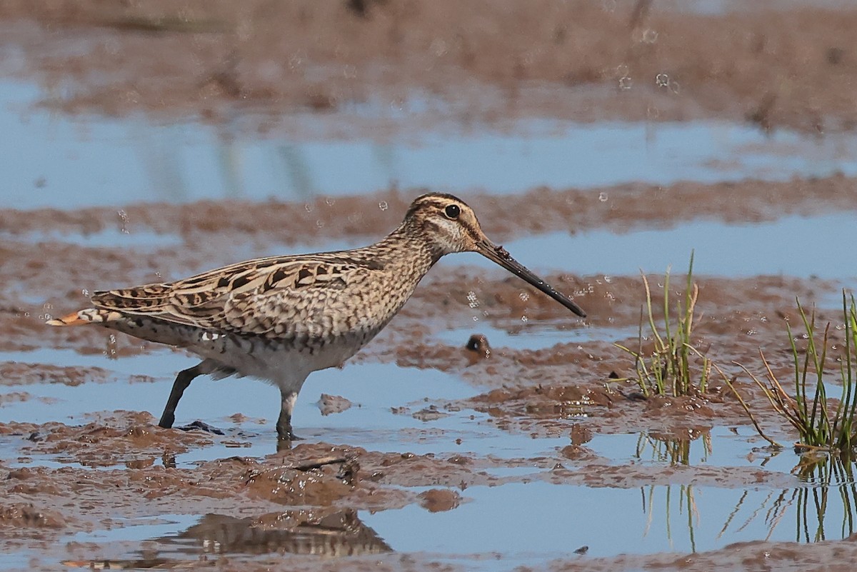 Latham's Snipe - ML624574911