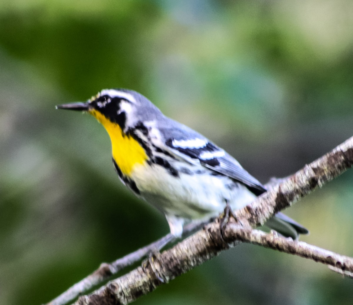 Yellow-throated Warbler - ML624574914