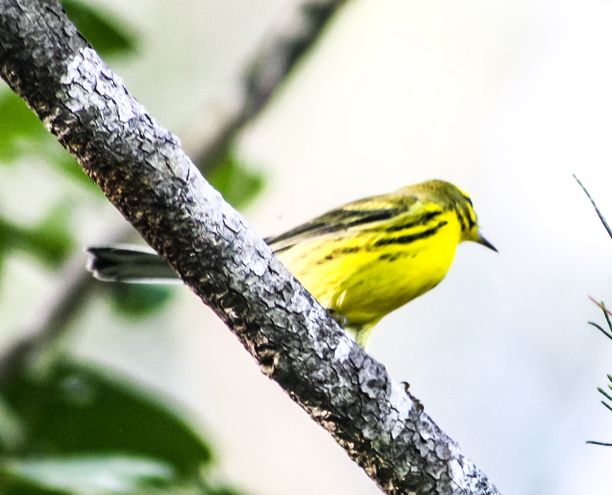 Prairie Warbler - ML624574915