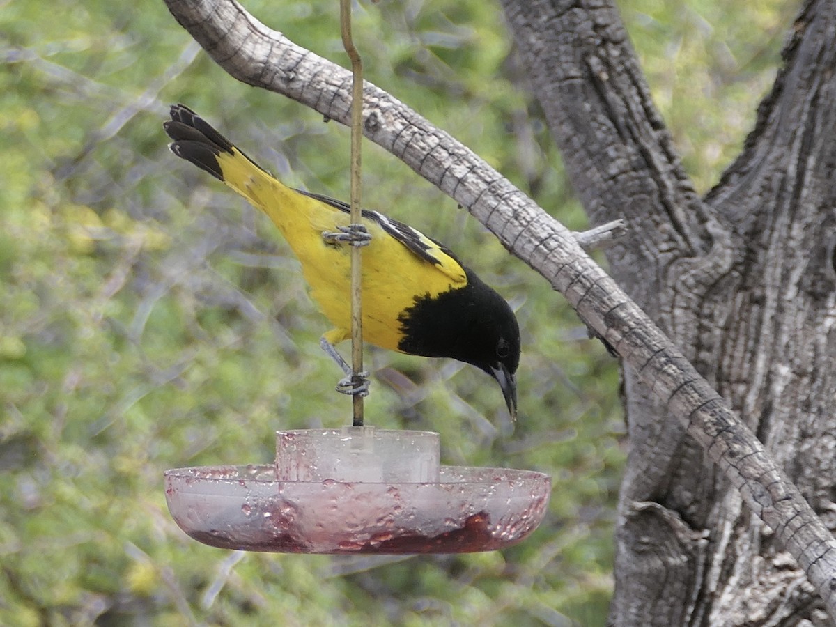 Scott's Oriole - Nancy Houlihan