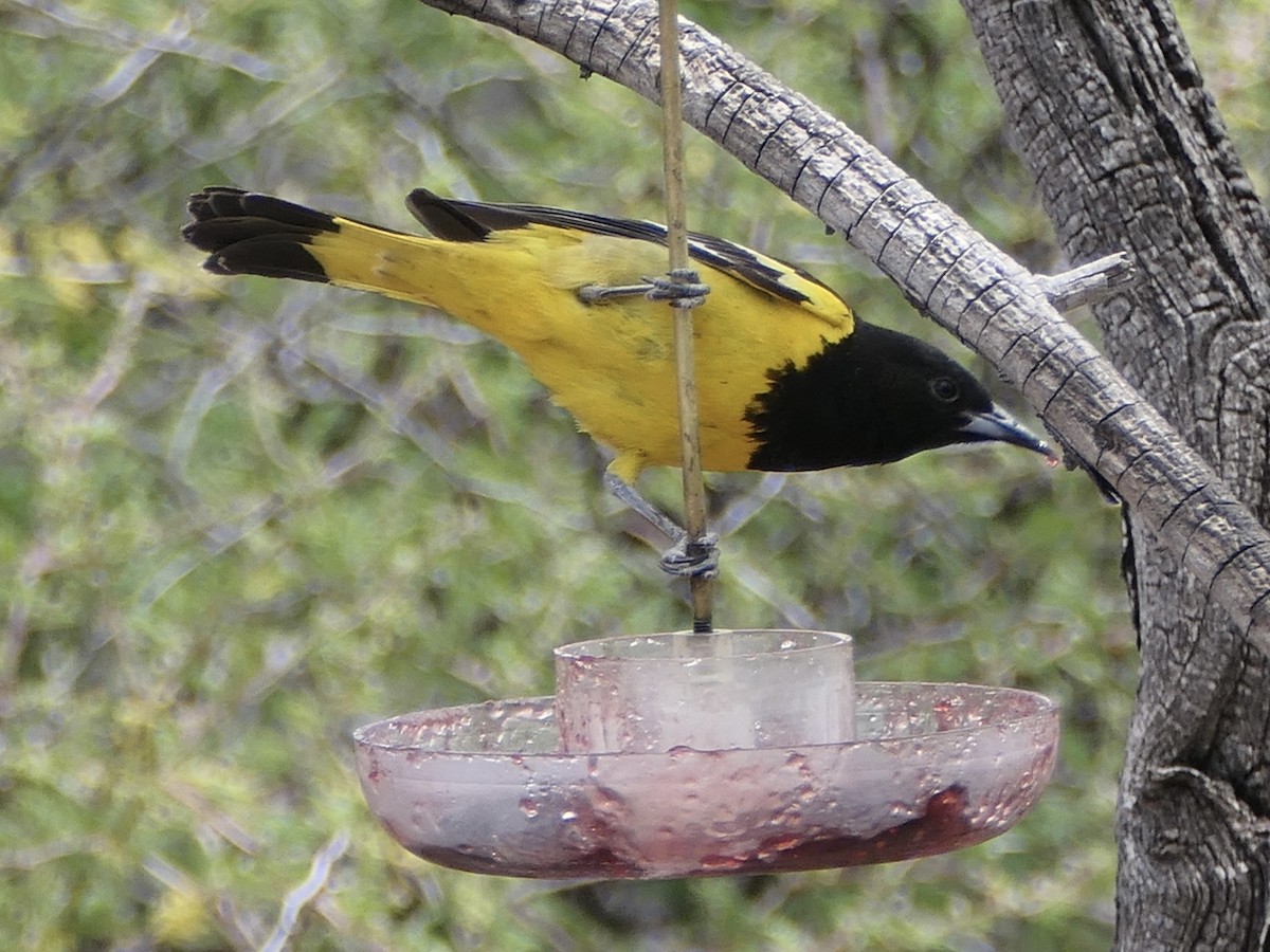 Scott's Oriole - ML624574917