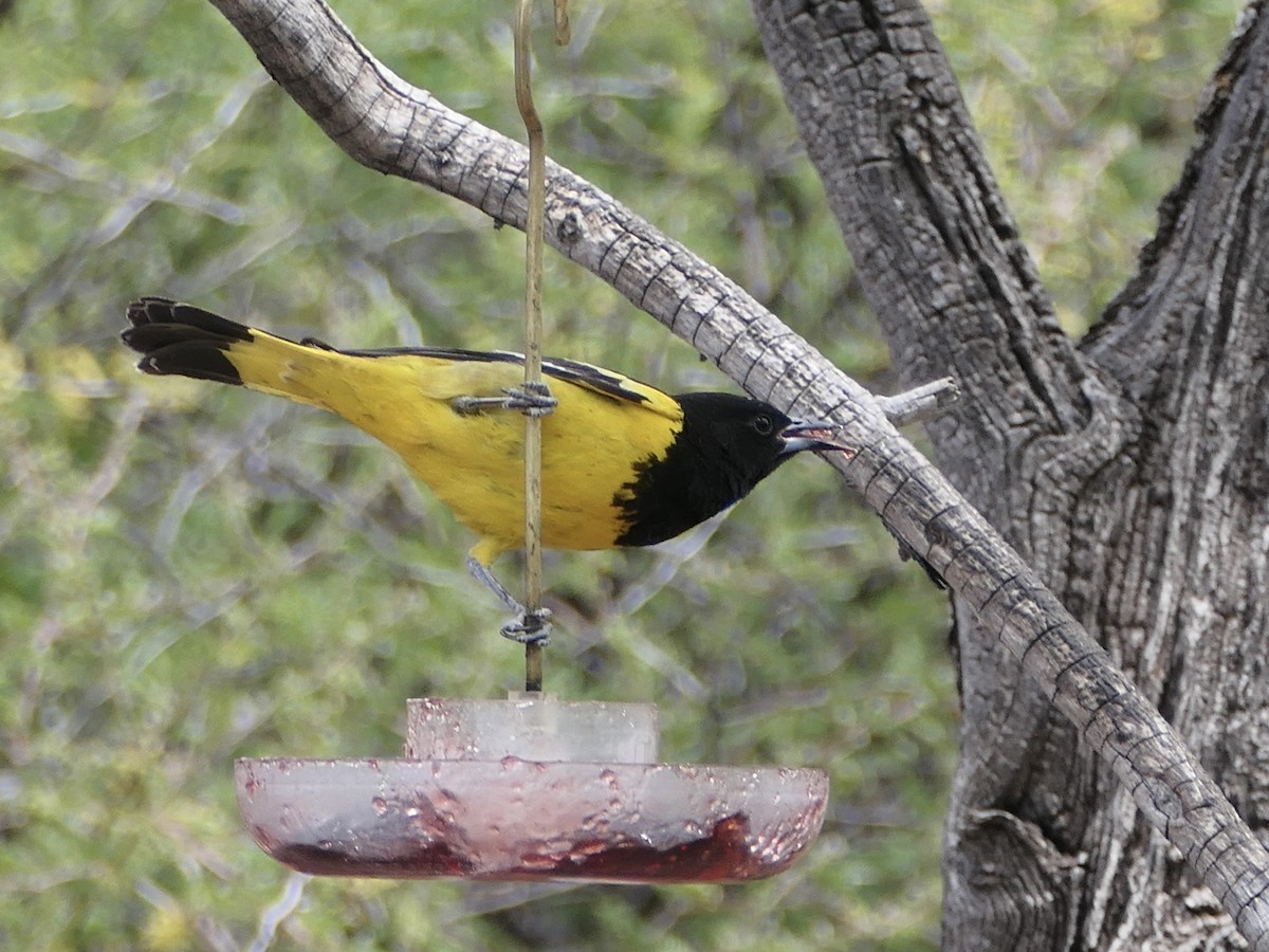 Scott's Oriole - ML624574918