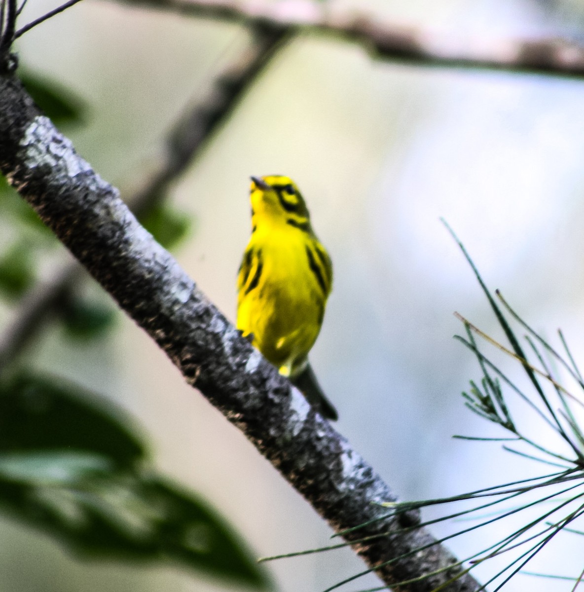 Prairie Warbler - ML624574920