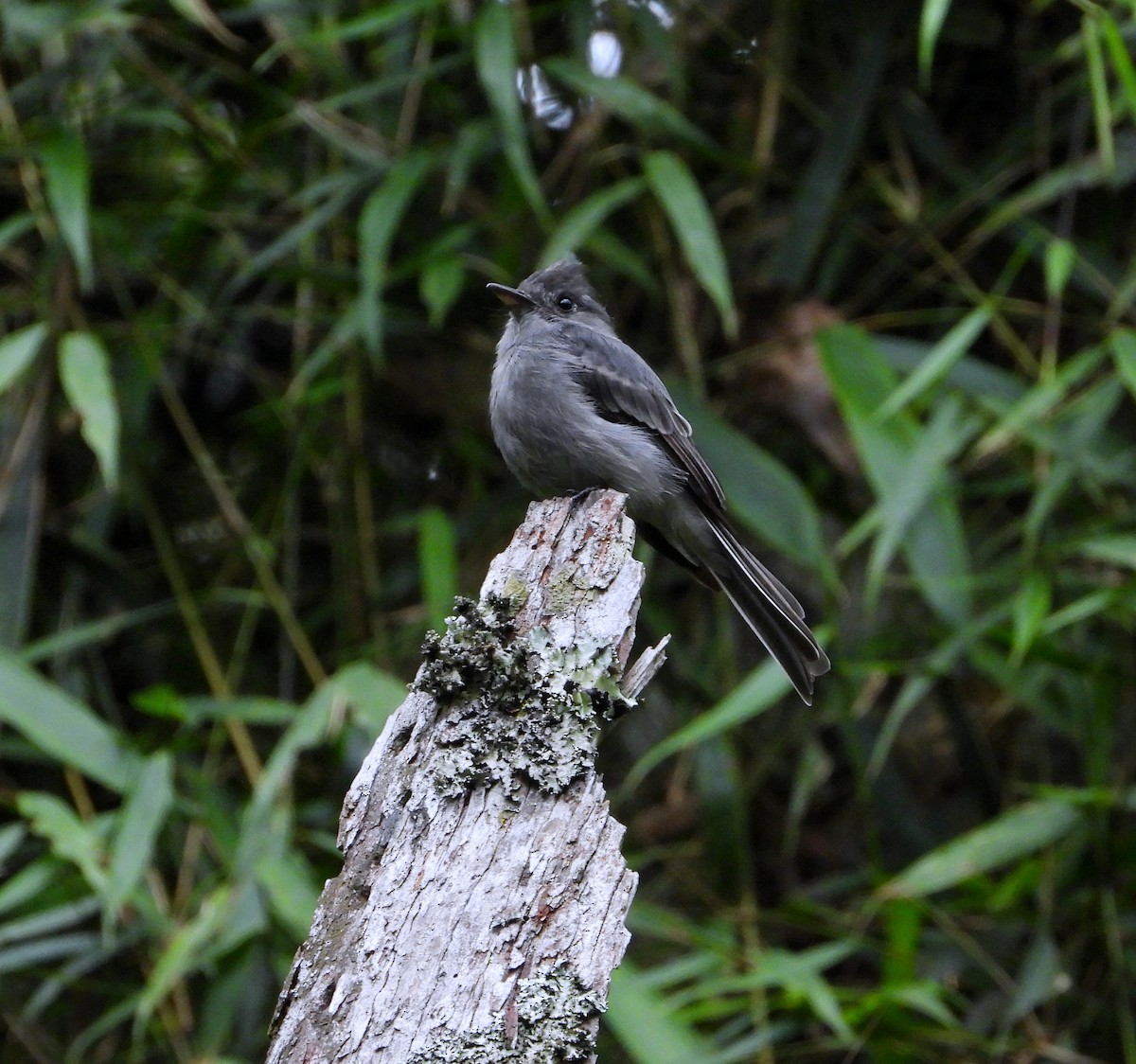 Smoke-colored Pewee - ML624574921